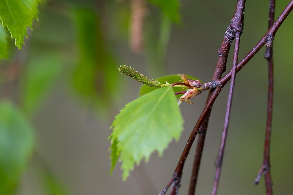 Nýsprottinn kvenrekill á íslensku birki. Ljósmynd: Pétur Halldórsson