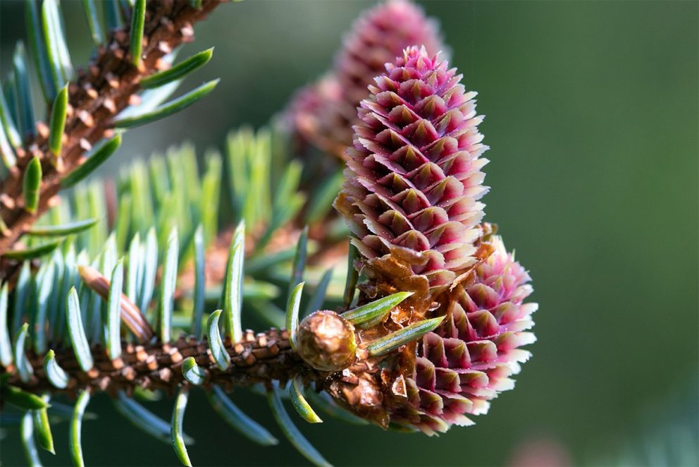 Sá uppsker sem sáir. Ljósmynd af kvenreklum á sitkabastarði: Pétur Halldórsson