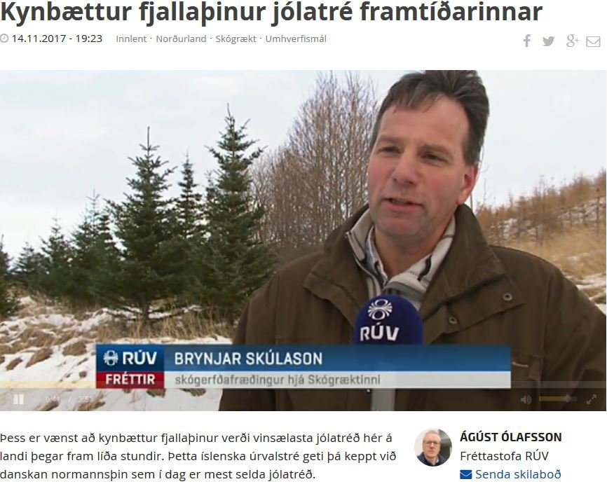 Kynbættur fjallaþinur jólatré framtíðarinnar