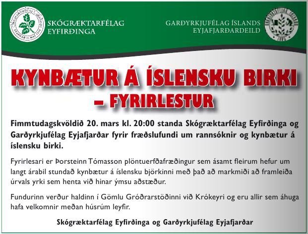 Kynbætur á íslensku birki