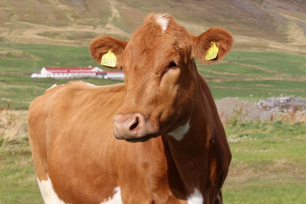 Kýr á íslensku búi. Ljósmynd: rml.is