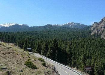 Kínverjar stefna að 42% skógarþekju árið 2050