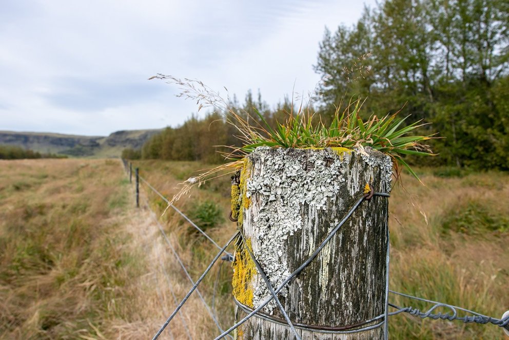 Af Síðu. Ljósmynd: Pétur Halldórsson