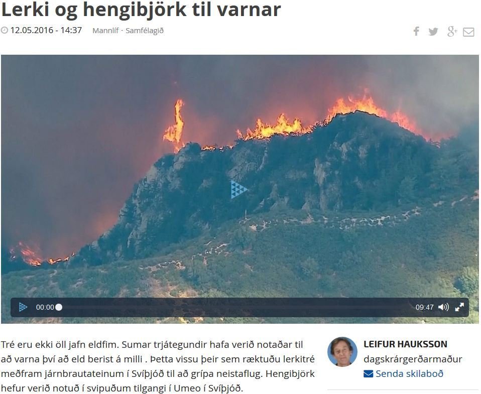Lerki og hengibjörk til varnar