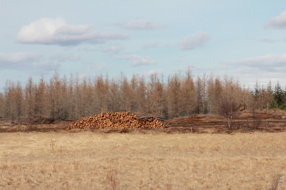 Timburstæða í íslenskum nytjaskógi. Ljósmynd: Pétur Halldórsson
