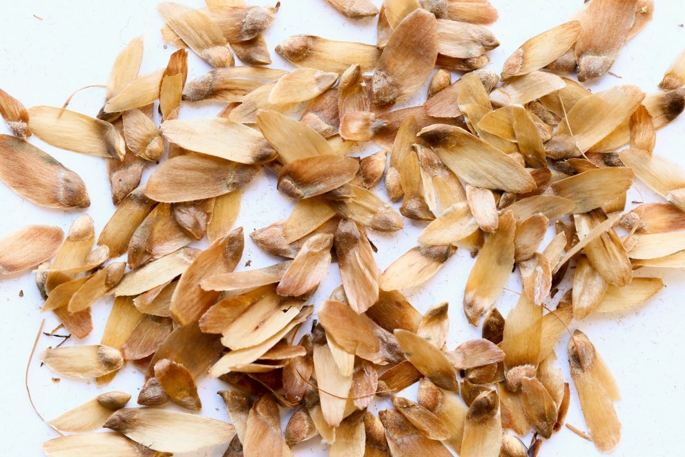 Lerkifræ. Ljósmynd: Pétur Halldórsson