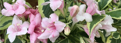 Opið hús í Garðyrkjuskólanum sumardaginn fyrsta