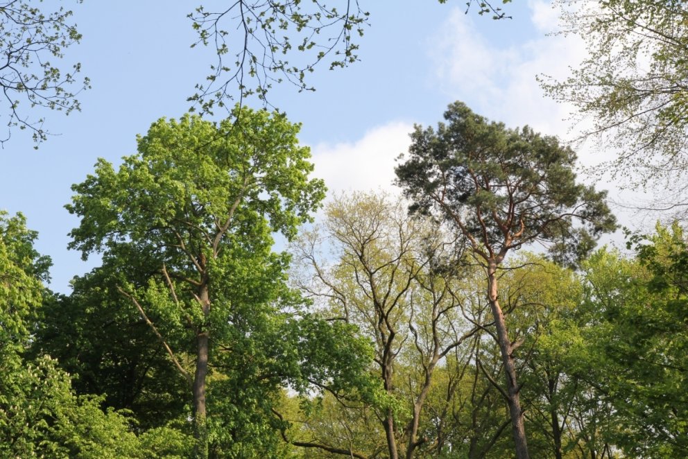 Trén vaxa miklu hraðar