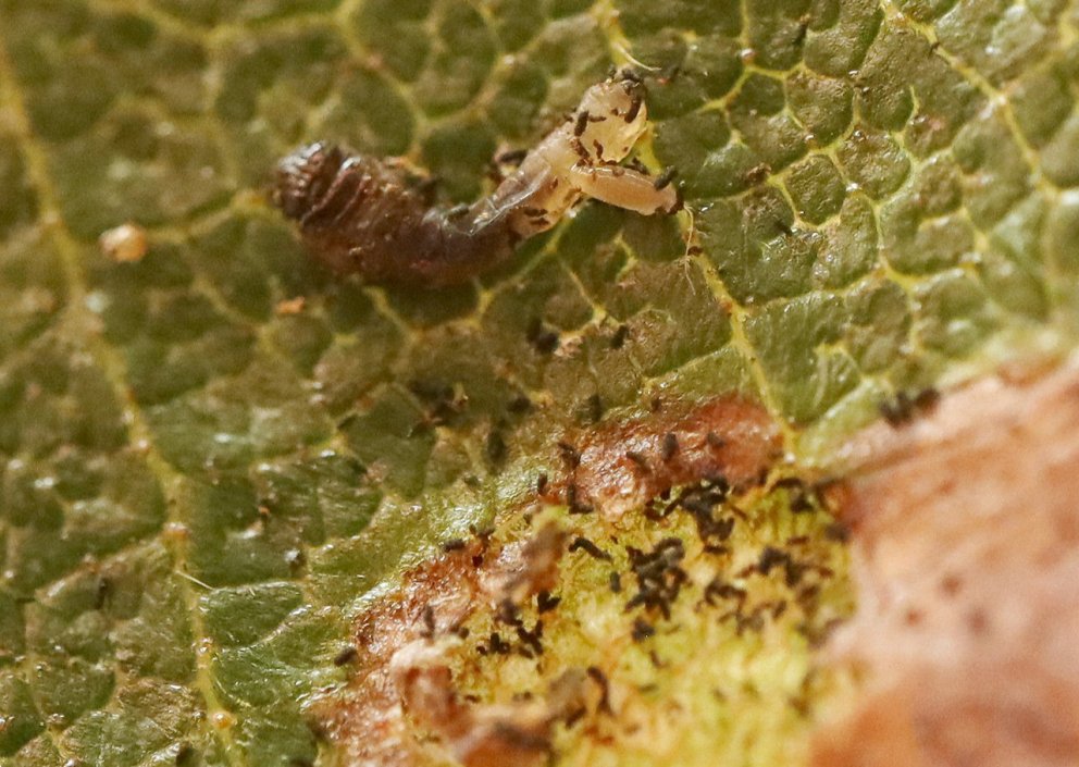 Lirfa hins nýfundna óvinar sést hér éta lirfu birkiþélu. Ljósmynd: Brynja Hrafnkelsdóttir