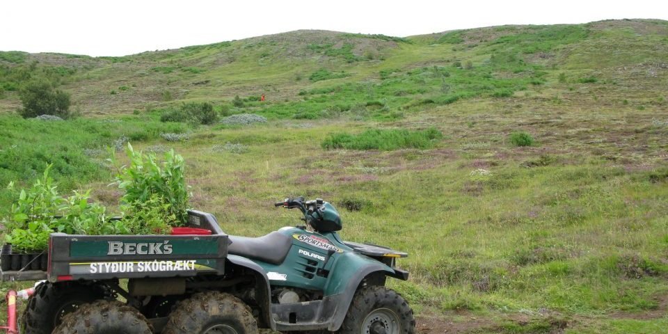 Frá skógræktarsvæðinu í Úlfarsfelli. Mynd: Skógræktarfélag Reykjavíkur/heidmork.is
