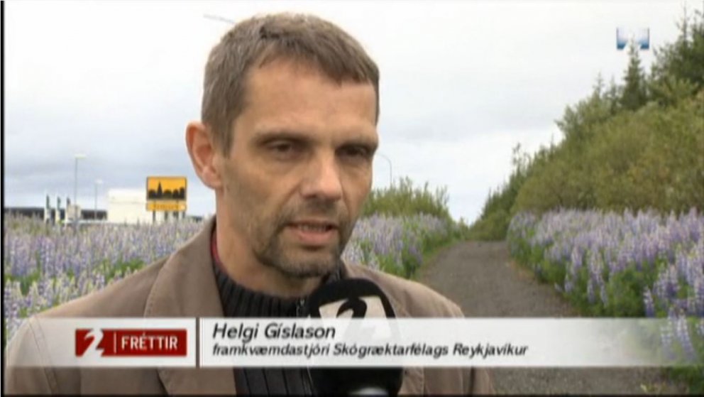 Ánægður með lúpínuna