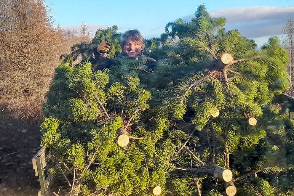 Magnús Fannar Guðmundsson, starfsmaður Skógræktarinnar í Þjórsárdal, kátur á fulllestuðum stafafuruv…