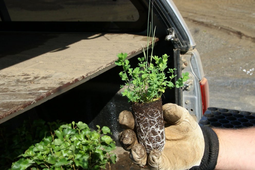 Maríuskór er ein sjö belgjurtategunda sem nú eru reyndar með moltu á Hólasandi. Niturbindandi plöntu…