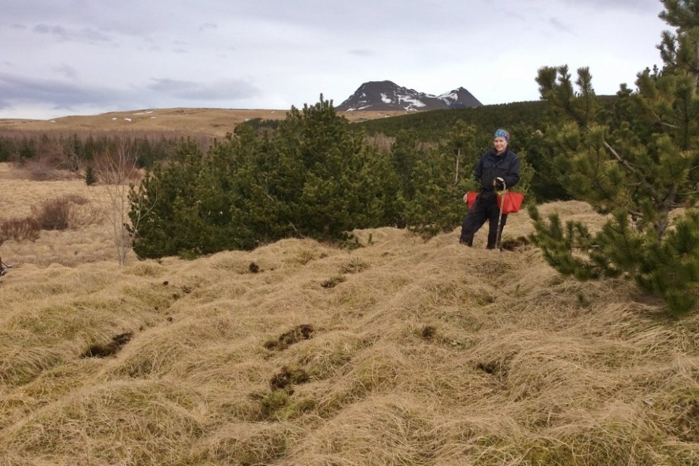 Lucile Delfosse, skógfræðingur og starfsmaður Skógræktarinnar, við gróðursetningu sitkagrenis í svok…