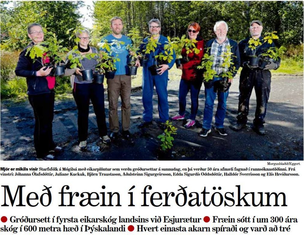 Fyrsti eikarskógurinn á Íslandi