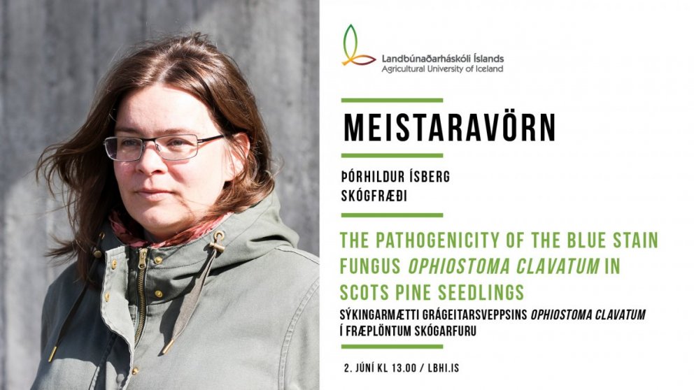 Meistaravörn í skógfræði - sýkingarmætti grágeitarsvepps í fræplöntum skógarfuru
