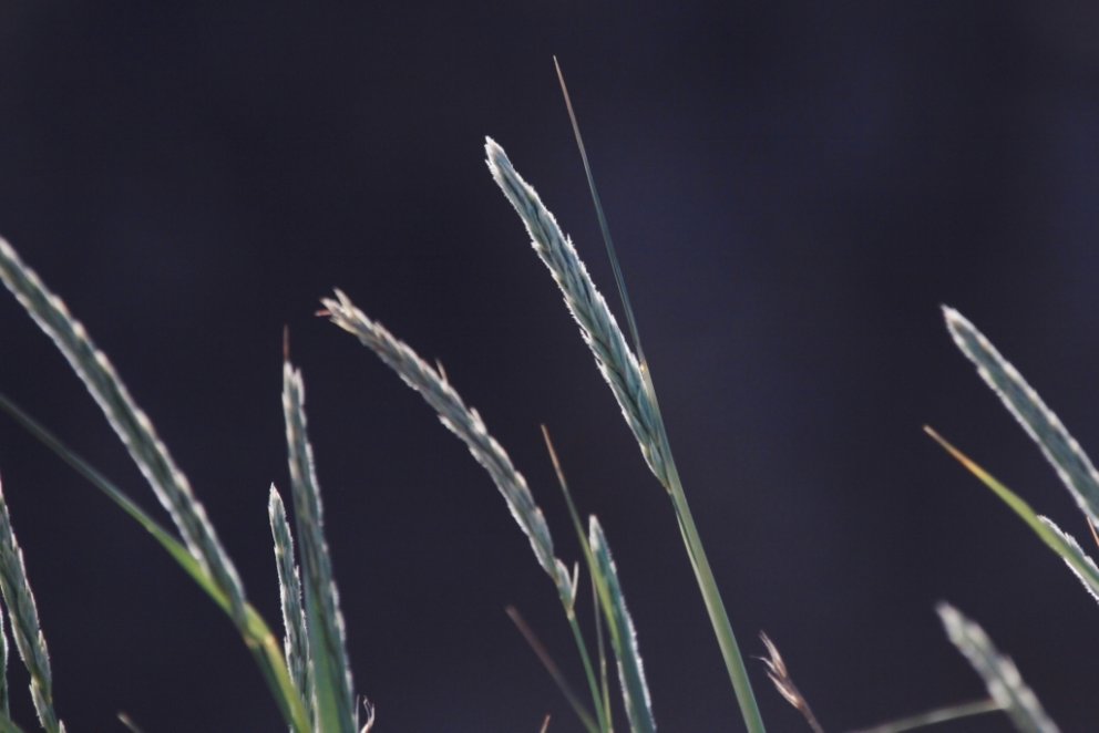 Melgresi á svörtum íslenskum sandi