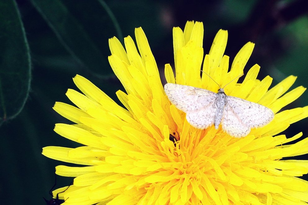 Fullorðið dýr mófeta á blómi túnfífils. Ljósmynd: Brynja Hrafnkelsdóttir