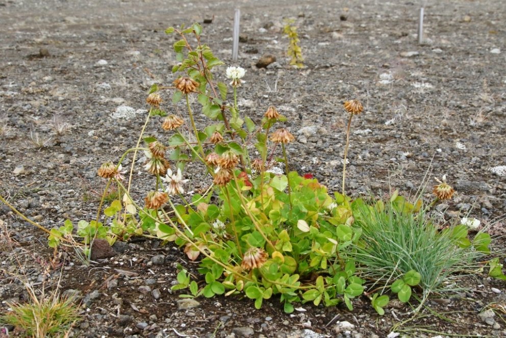 Á Hólasandi vinna Skógræktin og Landgræðslan ásamt Moltu ehf. að tilraunum með notkun moltu til skóg…