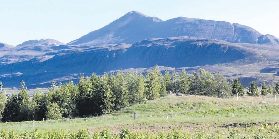Skagfirskur skógur með Mælifellshnjúk í baksýn. Ljósmynd: Morgunblaðið/Sigðurður Bogi