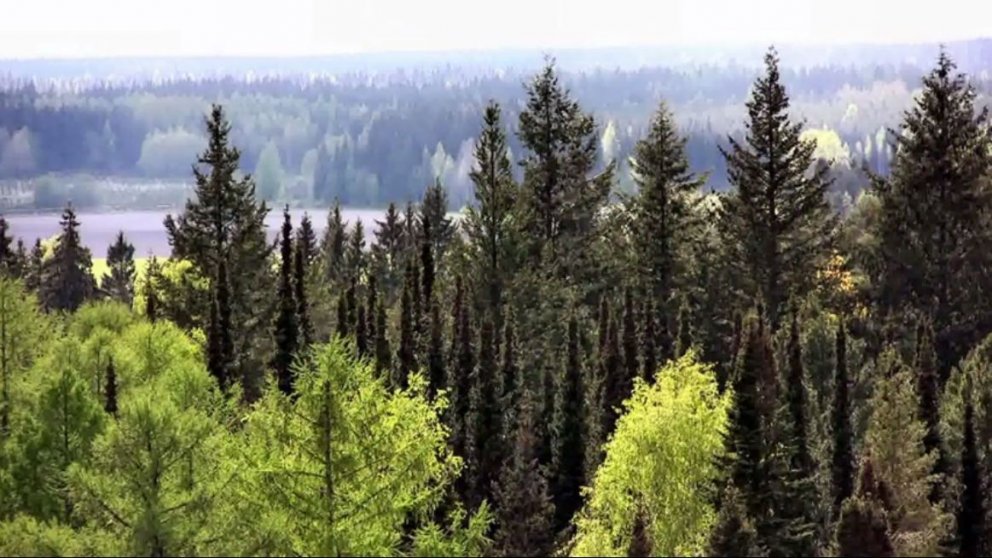 Úr Mustila-trjásafninu.