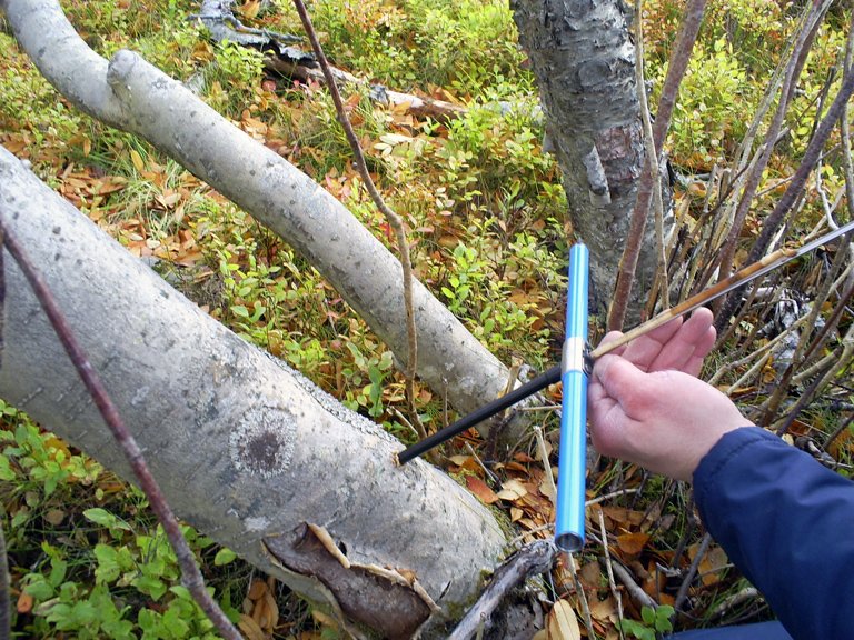 Reyniviðurinn í Trostansfirði