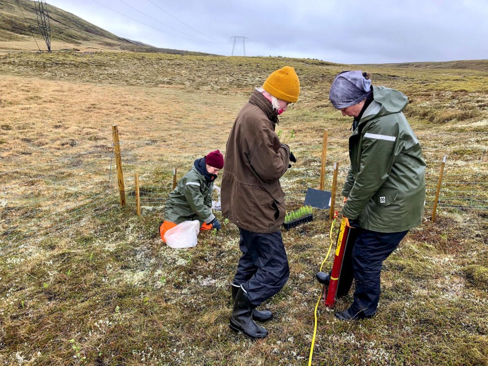 Plöntur gróðursettar að vori innan girðingar utan um tilraunareit á Mosfellsheiði