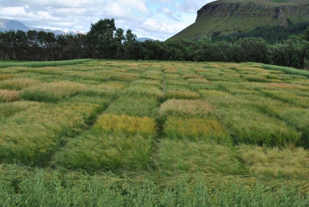 Íslenskur byggakur. Mynd: Bjarni Diðrik Sigurðsson.
