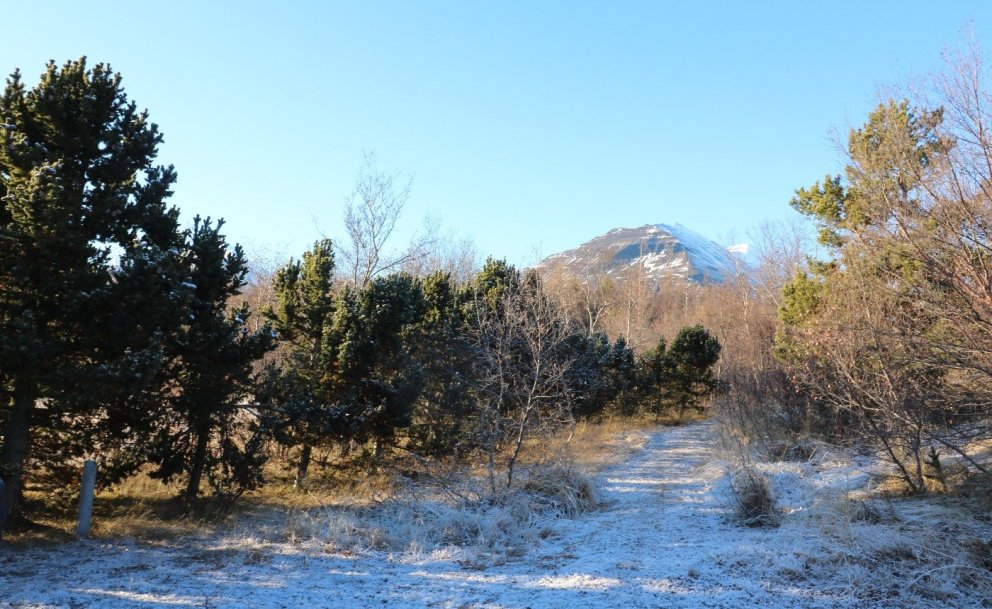 Göngustígurinn inn í Grundarreit eftir bjarta frostnótt seint að hausti. Til vinstri eru broddfurur,…