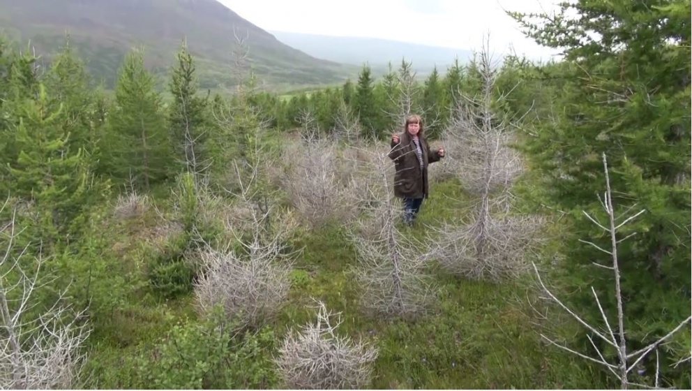 Umhirða er nauðsynlegur þáttur í skógrækt, og engin ástæða til að sinna henni ekki. Hins vegar er mi…