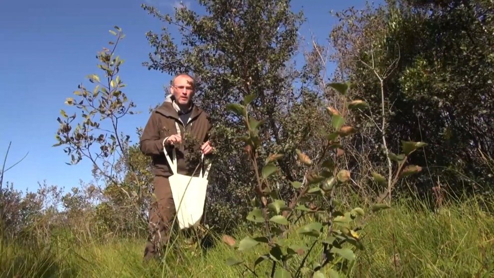 Hreinn Óskarsson skógfræðingur leiðbeinir í tveimur stuttum myndböndum Skógræktarinnar um söfnun og …