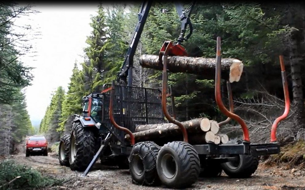 Íslenskt greni fellt til brúargerðar