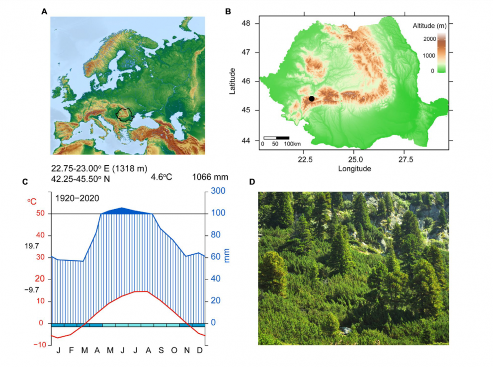 Rannsóknasvæðið, (A) á Evrópukorti afmarkað með svartri línu. Á korti af Rúmeníu (B) sést hvar í lan…