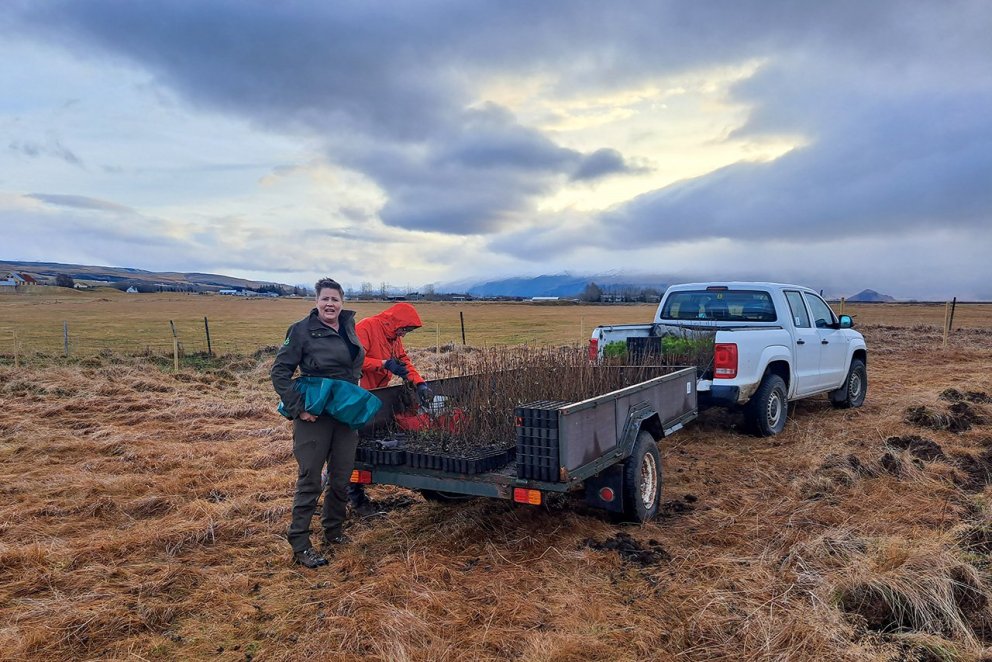 Gróðursetning í nóvember er vissulega ekki venjan. En þegar tíðarfarið er gott eins og þetta haustið…