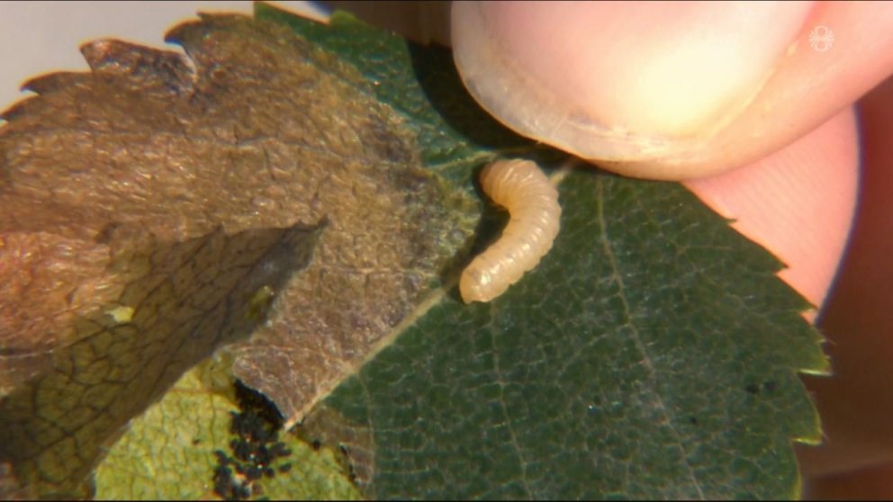 Lirfa birkiþélunnar er smávaxin og kemur sér fyrir milli laga í laufblöðum birkisins. Því er erfitt …