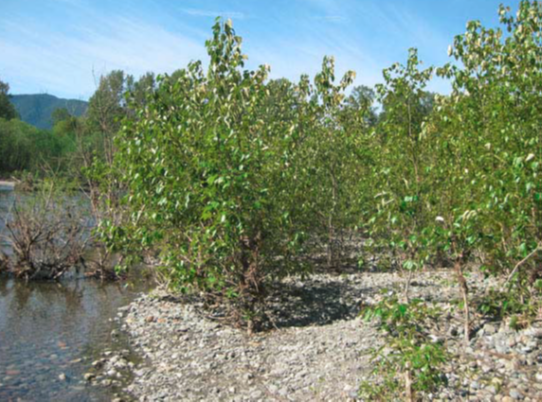 Nýstárlegt niturnám