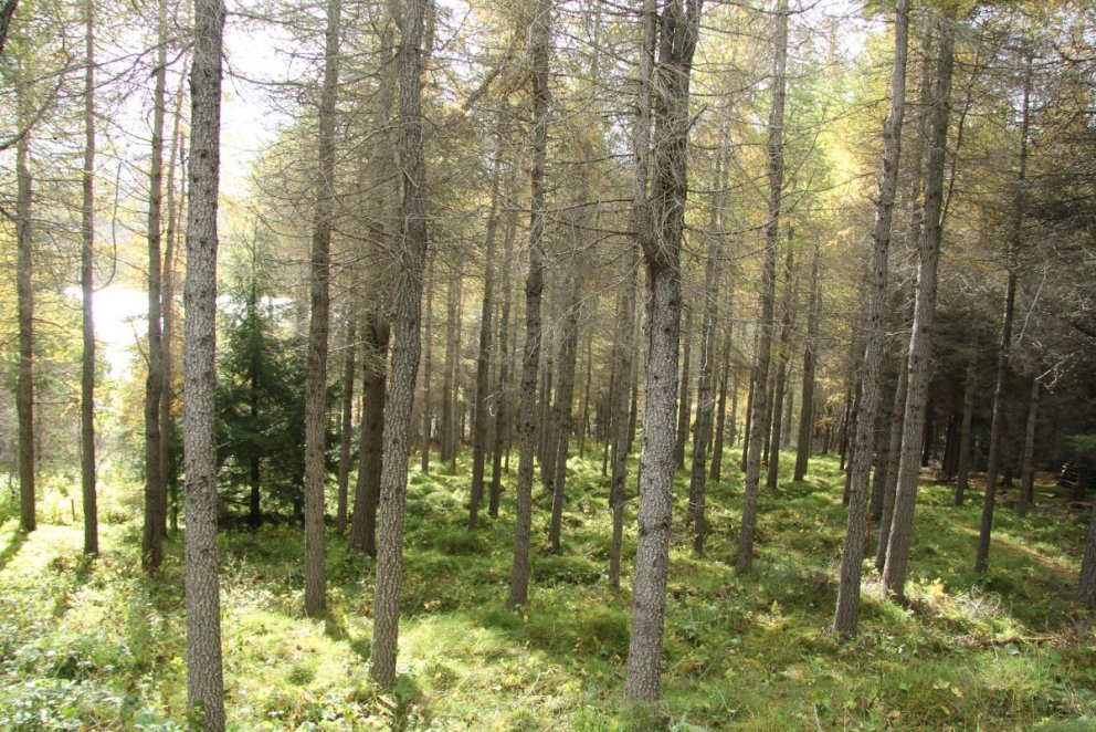 Úr Stálpastaðaskógi Skorradal. Ljósmynd: Pétur Halldórsson