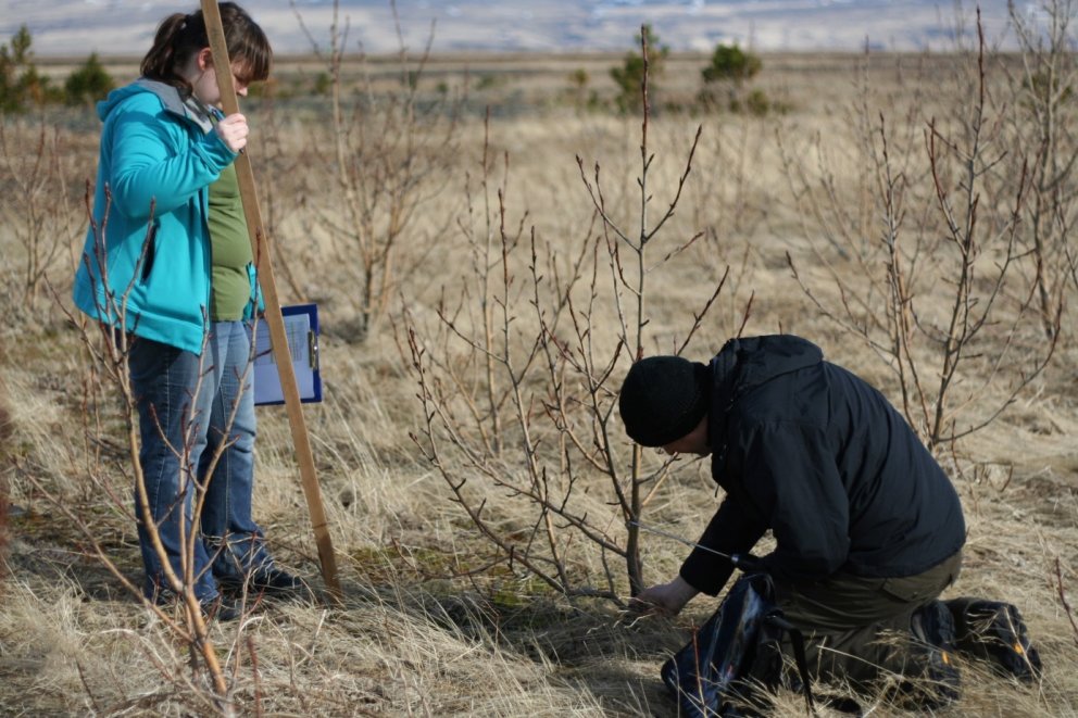 Ólafur mundar borinn. Aspirnar sluppu betur en grenið og þetta tré hefur vaxið þokkalega vel í fyrra&hellip;