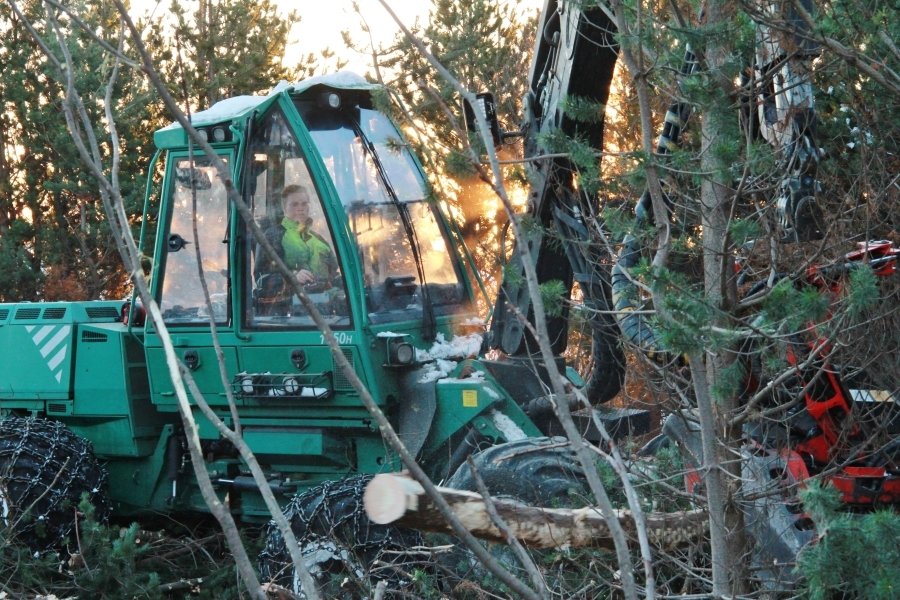 Hér er Óskar að höggva lélega stafafuru í um eins hektara reit í Haukadal. Líklega verður sett sitka&hellip;