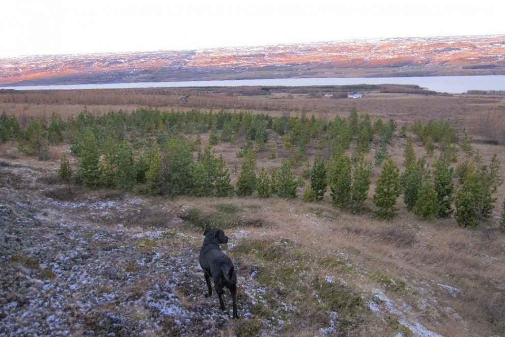 Séð yfir tilraunasvæðið í Mjóanesi á Héraði þar sem er að finna íslensk kvæmi skógarfuru með eflt vi…