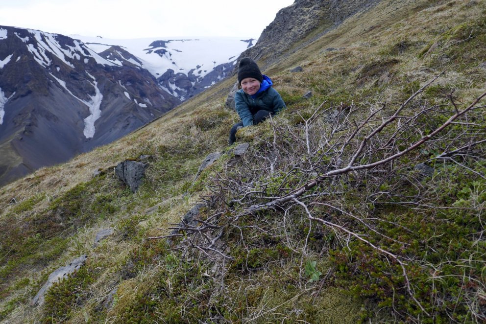 Örn Hreinsson fjallagarpur við birkiplöntuna í Útigönguhöfða sem nú vex hæst birkitrjáa yfir sjó á Í…