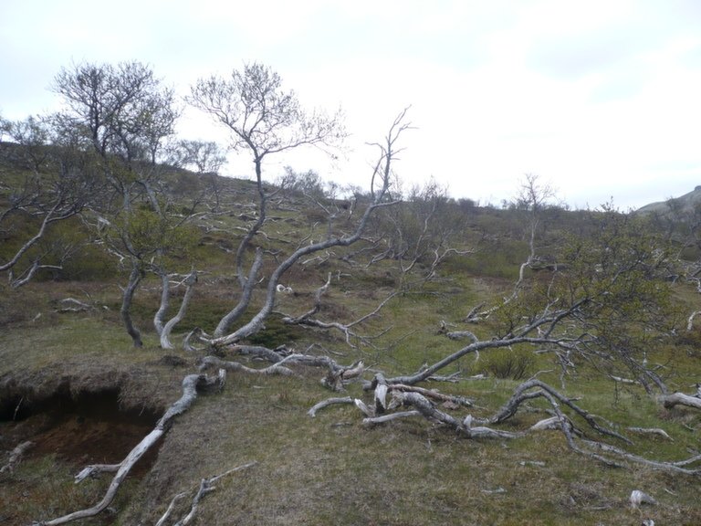 Skógur í Skyndidal fallinn að hluta