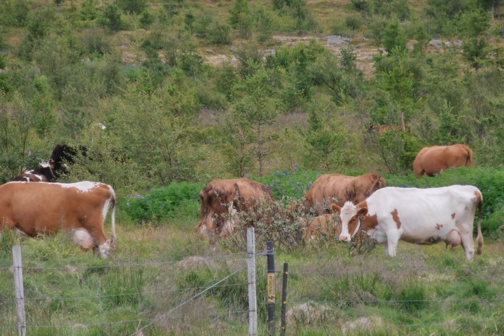 Kýrnar á Höfða í Dýrafirði eru þessa dagana á beit í skógi í tilraunaskyni. Á Höfða er meiningin að …