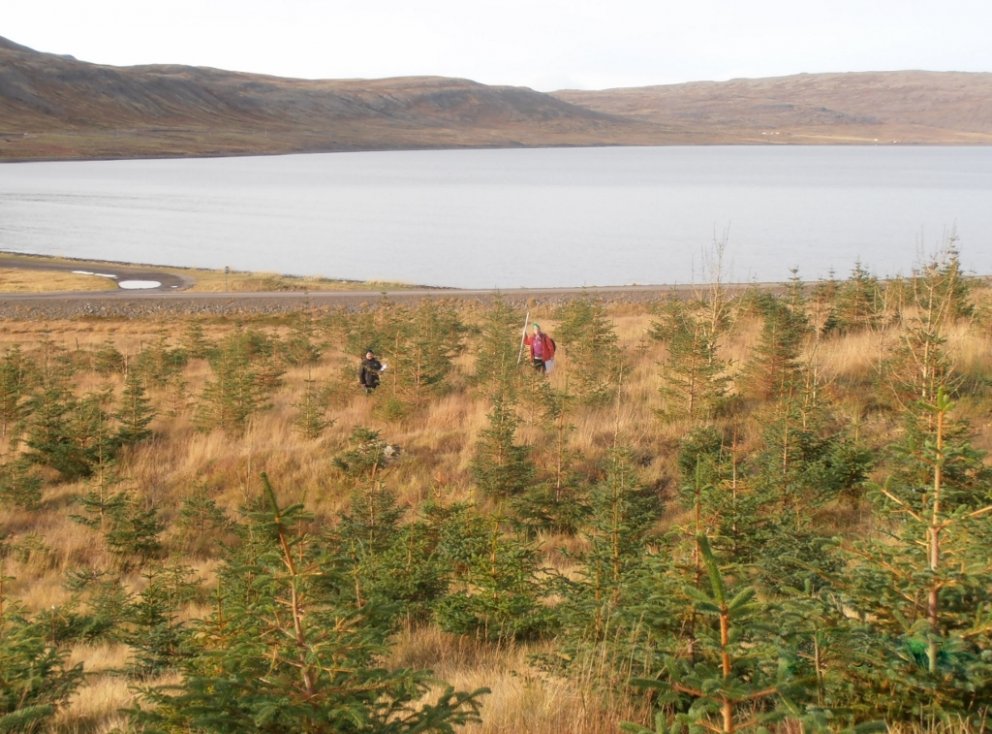 Efnilegur vestfirskur greniskógur.