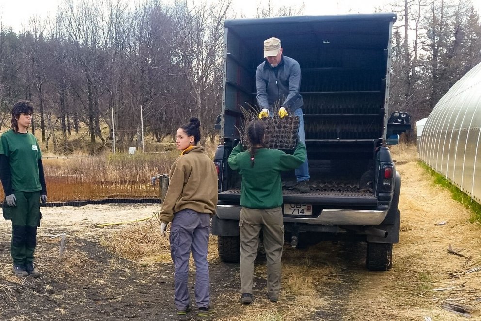 Þrír starfsnemar frá Spáni taka á móti trjáplöntusendingu að Tumastöðum í Fljótshlíð. Ljósmynd: Hall…