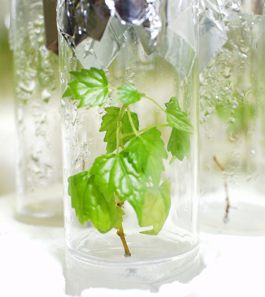 Málþing um kynbætur á yndisplöntum