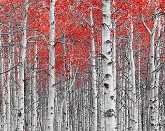 Birkikynbætur - fyrirlestur í Reykjavík