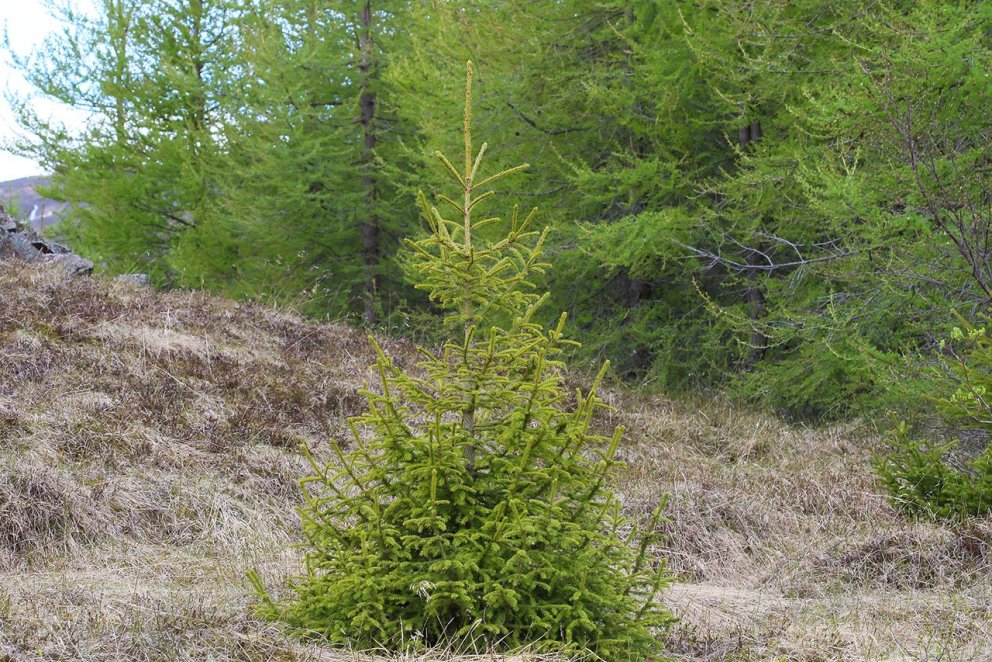 Rauðgreni þrífst vel í skógarskjóli, hér í skjóli lerkis. Ljósmynd: Pétur Halldórsson