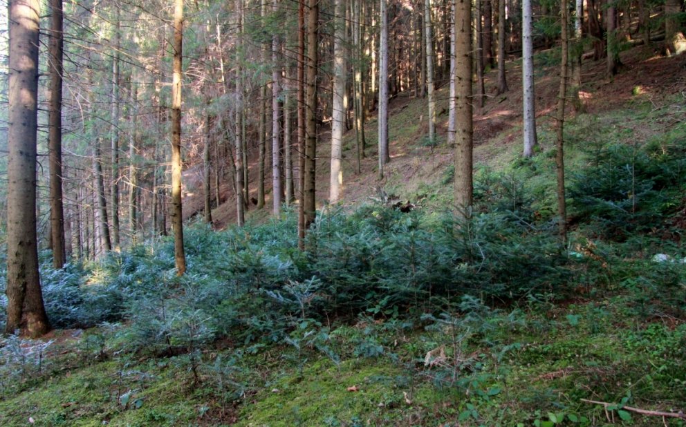 Nytjaskógur í Rúmeníu. Þarna vex rauðgreni og evrópuþinur, að mestu af sjálfu sér upp af fræi. Aðein&hellip;