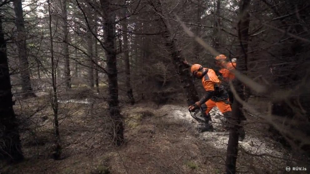 Tré fellt í Heiðmörk í vísindaskyni. Nú þegar vöxtulegir skógar eru orðnir algengari, með trjám yfir…